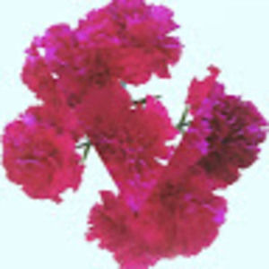 Meet your Posher, Judith